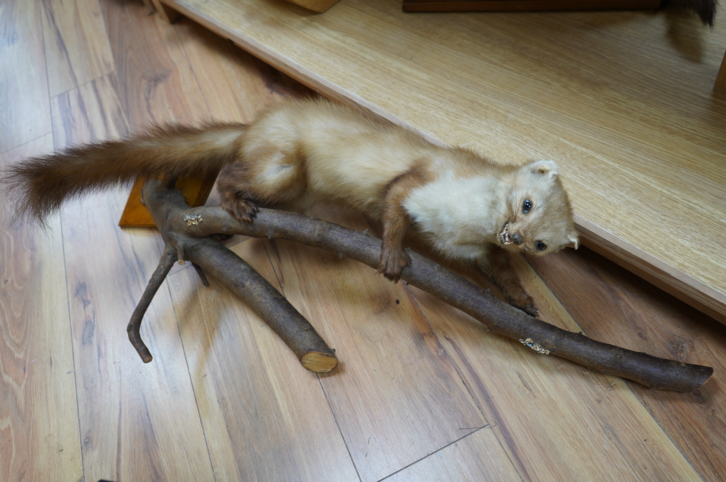 Two taxidermic ferrets. Condition - poor